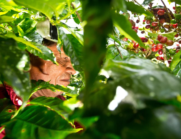 Rocket Frog - Costa Rica- Roast date September 22nd 2026